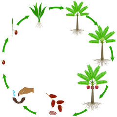 Canvas Print - Life cycle of date palm plant on a white background.