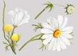 Watercolor chamomile floral illustration. White wildflower  herbal element