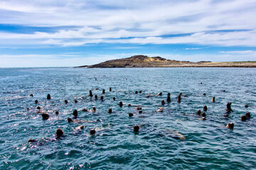 Sticker - Argentina, Santa Cruz. Puerto Deseado, Penguin Island, sea lions.