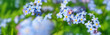 Leinwandbild Motiv View of the blue spring flowers in the park