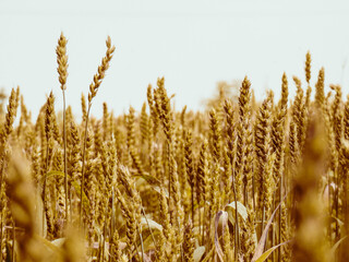 golden wheat field in summer