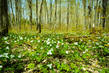 Bed Of Trillium Flowers In The Forest