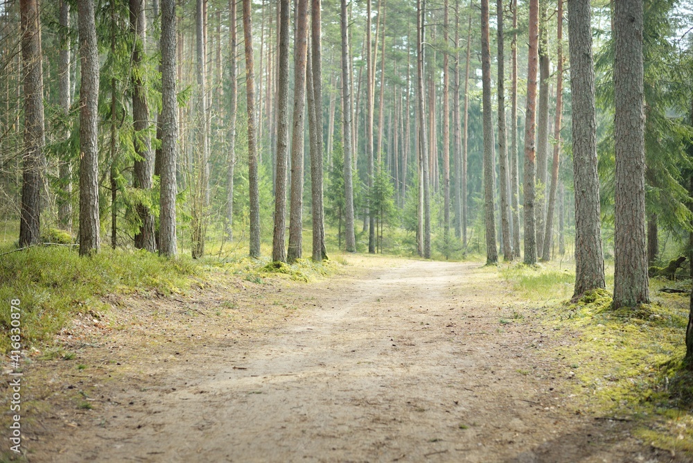 Fotografia Rural road through the evergreen forest