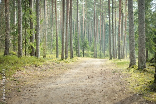 Canvas Print Rural road through the evergreen forest