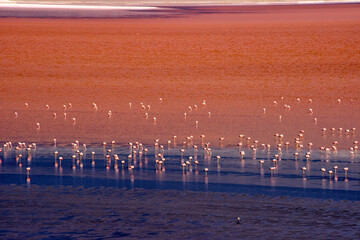 Canvas Print - Flamingos in Laguna Colorada, Eduardo Abaroa Andean Fauna National Reserve, Potosi Department, Bolivia