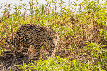 Poster - Brazil, Pantanal. Close-up of jaguar.