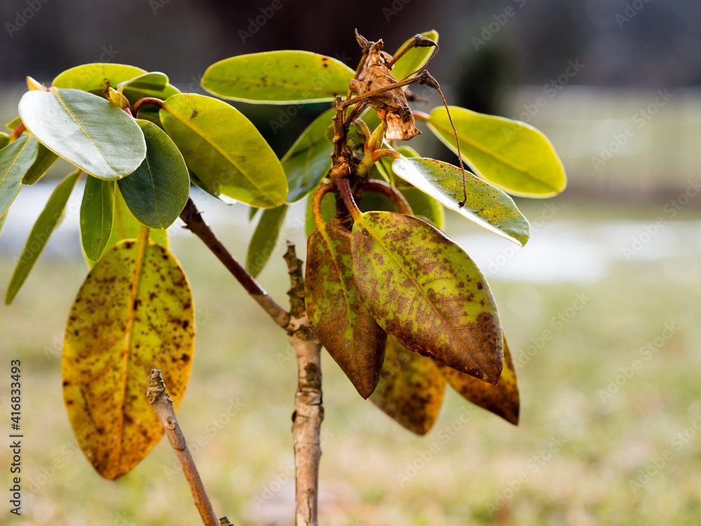 rhododendron leaf spot disease -rhododendron leaf with dark blotches or  spots on the leaves caused by the fungus is Cercospora leaf spot  (Cercospora handelii) Stock Photo | Adobe Stock