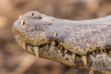 Wall Mural - Brazil, Pantanal. Close-up of jacare caiman reptile's snout.