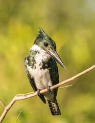 Poster - Brazil, Pantanal. Amazon kingfisher bird on limb.