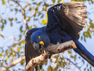 Poster - Brazil, Pantanal. Hyacinth macaw bird in tree.