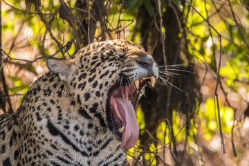 Poster - Brazil, Pantanal. Close-up of jaguar.