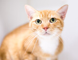Fototapeta Koty - A shorthair cat with orange tabby and white markings