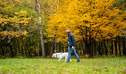 Poster - Retriever and and owner man are running in park. Golden leaves on trees. Fabuluos autumn. Best friend forever concept.