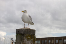 European Herring Gull (larus Argentatus) Standing On A Pole In The Harbor, Sky And Buildings In The Background