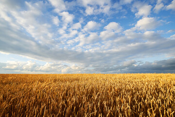 Wall Mural - Agricultural wheat field under blue sky