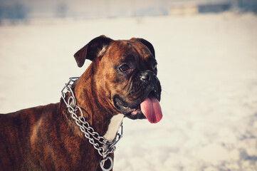 portrait of a boxer dog with big tongue