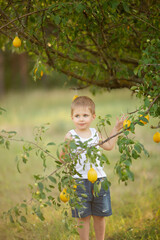 A cute boy with blond hair in a white T-shirt with summer lemons in the garden under a tree