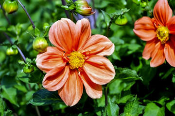 Flower of the dahlia G. F. Hemerik, Asteraceae, in late summer and autumn