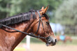 © acceptfoto - Unknown contestant rides at dressage horse event in riding ground. Head shot close up of a dressage horse during competition event