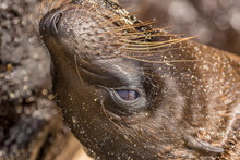 Ecuador, Galapagos National Park. Close-up Of Sea Lion.