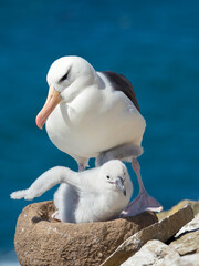 Wall Mural - Adult and chick black-browed albatross on tower-shaped nest, Falkland Islands.