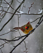 Female Northern Cardinal Perched On A Branch In The Snow