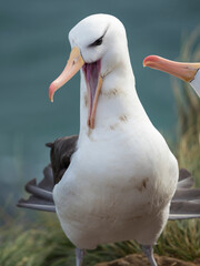 Wall Mural - Black-browed albatross or black-browed mollymawk, typical courtship and greeting behavior, Falkland Islands.