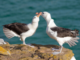 Wall Mural - Black-browed albatross or black-browed mollymawk, typical courtship and greeting behavior, Falkland Islands.