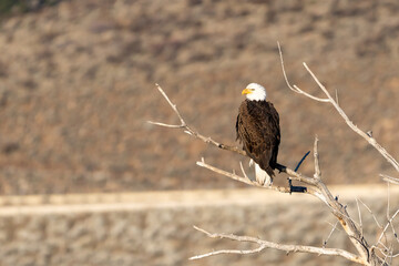 bald eagle on a branch in the nevada desert near reno.