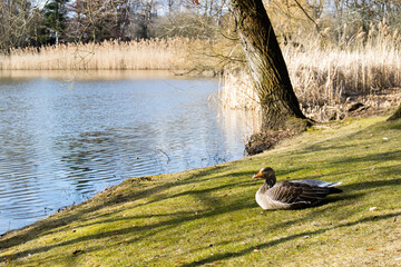 Ente am Teich