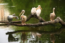 Pelicans On The Lake