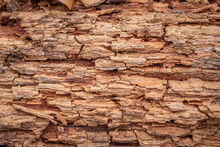 A Background Image Of A Close Up Of The Organic Texture Of A Decomposing Wood Or Log.