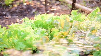 Canvas Print - Green fresh lettuce in farmland.