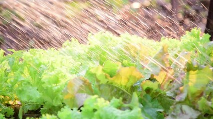 Canvas Print - Green fresh lettuce in farmland Slow motion VDO.