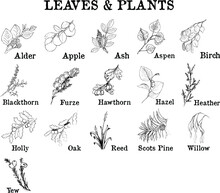 Plants Chart With Different Species: Alder, Apple, Ash, Aspen, Birch, Blackthorn, Furze, Hawthorn, Hazel, Heather, Holly, Oak, Reed, Scot Pine, Willow, Yew. Ink Illustrations Set. Simple Sketchy Style