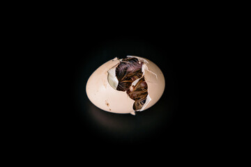 Isolated the little chick is hatching from inside the egg, black background., Clipping Paths.