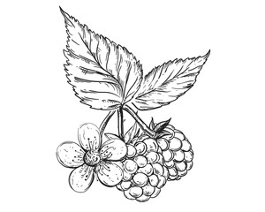 Wall Mural - Hand drawn sketch black and white of raspberry, leaf, berry, branch, flower. Vector illustration. Elements in graphic style label, card, sticker, menu, package. Engraved style illustration.