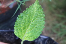 Venation Patterned Leaf - Cross Venulate