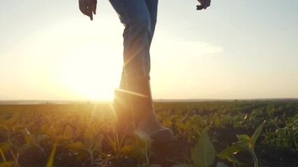 Sticker - agriculture. man farmer in rubber boots walks country road near a crop green field of wheat grass. farmer worker goes home after harvesting end of the working day feet in rubber boots agriculture