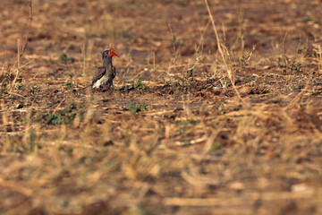 Wall Mural - The portrait of Bradfield's hornbill (Tockus bradfieldi). A rare hornbill sitting on the ground in southern Africa on a brown background.