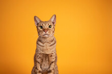 Head Shot Of Handsome Adult Male Ocicat Cat, Sitting Up Facing Front. Looking  Towards Camera, With Mouth Open Screaming. Isolated On A Solid Orange Yellow Background.