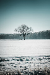 Wall Mural - Frozen trees on a winter snow field on a cold and frosty winter morning with beautiful sunlight. Contrast of white and blue tones. Cold and sunny nature day in the outdoors. Germany