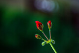 Fototapeta Tulipany - close up of a red flower buds 