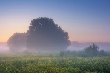 Wall Mural - Spring morning sunrise on misty meadow. Amazing fresh nature. Wild scene of trees on grassy meadow with high grass