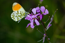 Anthocharis Cardamines, Orange Tip, Butterfly On Lilac Flower