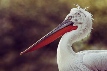 Wall Mural - Portrait of a pelican