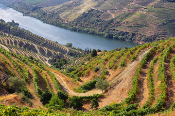 Sticker - Scenic view of Alto Douro Vinhateiro, Portugal