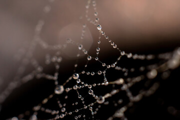  Natural background made of wet spiderweb. Many small round water drops sparkling on light