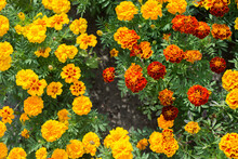Orange Marigold Flowers Bloom In The Garden