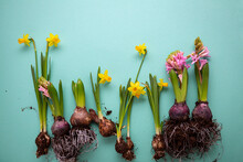 Spring Flowers With Bulb On Light Green Surface, Daffodil And Hyacinth